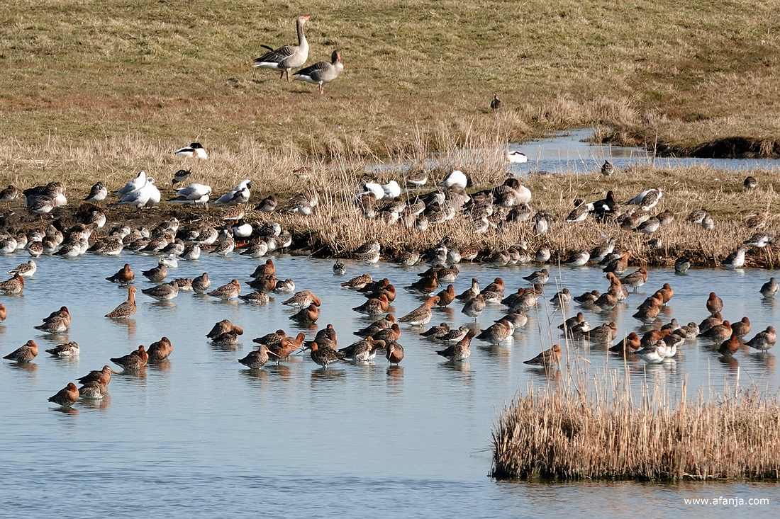 grutto's, kemphanen en enkele grauwe ganzen