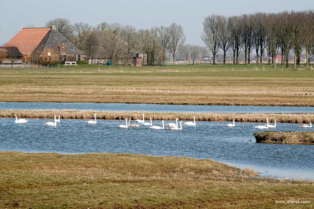 knobbelzwanen in de plas bij Skrins