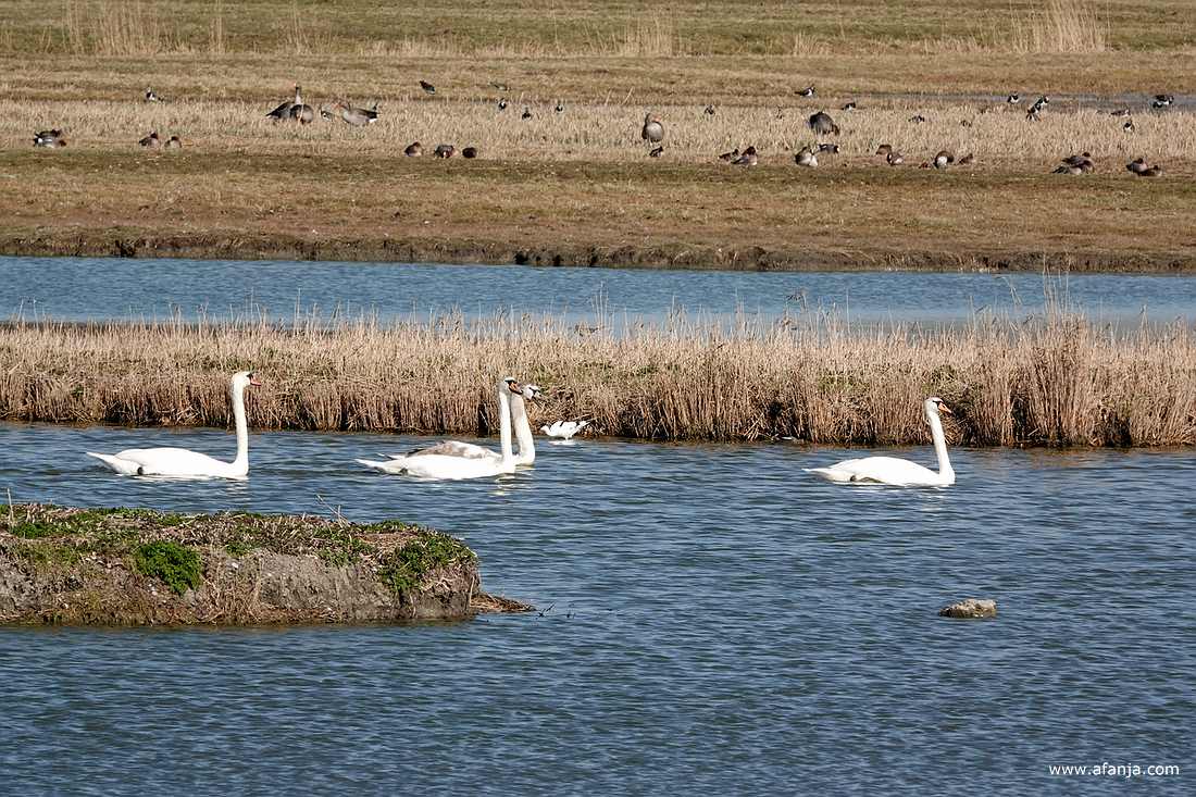4 knobbelzwanen en een kluut, op de achtergrond vooral ganzen en enkele kieviten