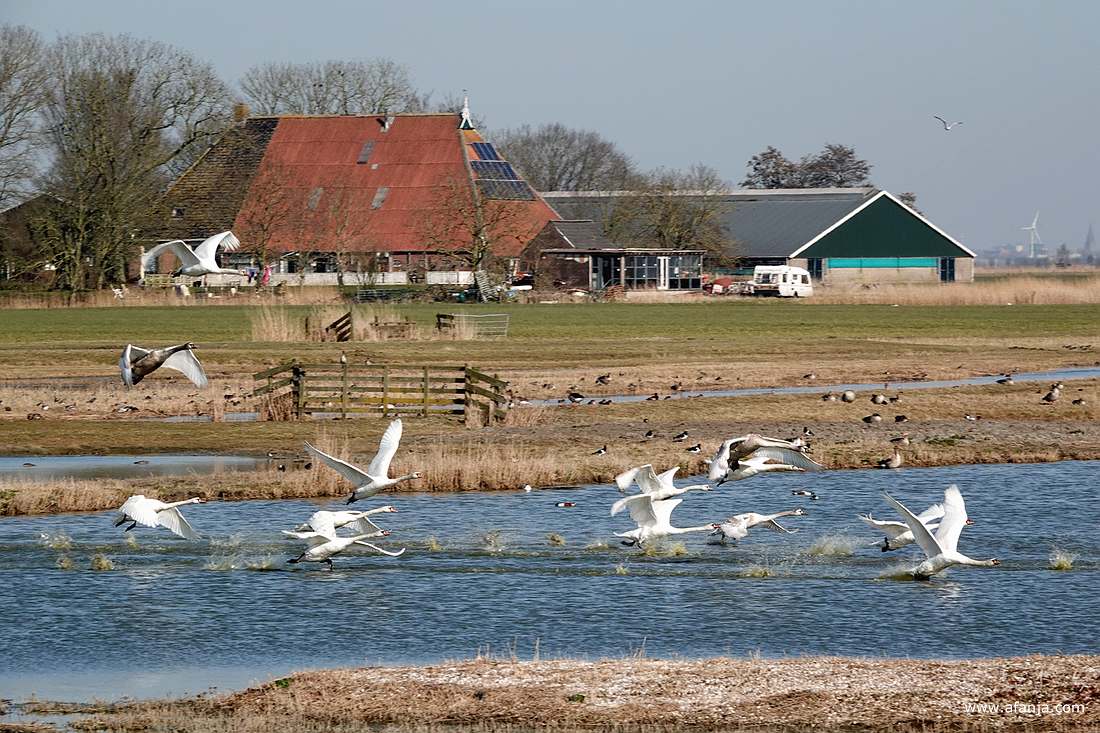 opvliegende knobbelzwanen bij Skrins