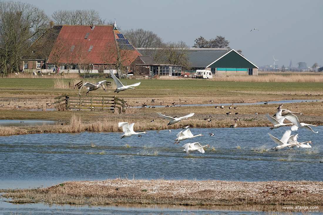 opvliegende knobbelzwanen bij Skrins