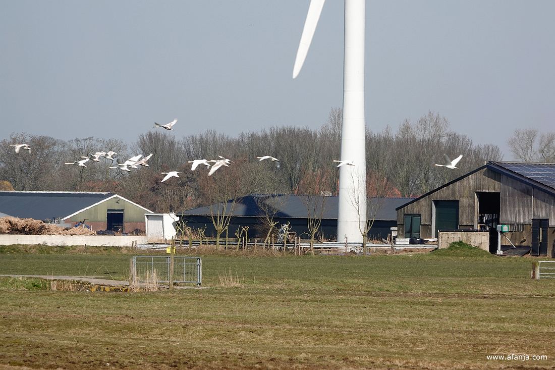 weg vliegende knobbelzwanen bij Skrins