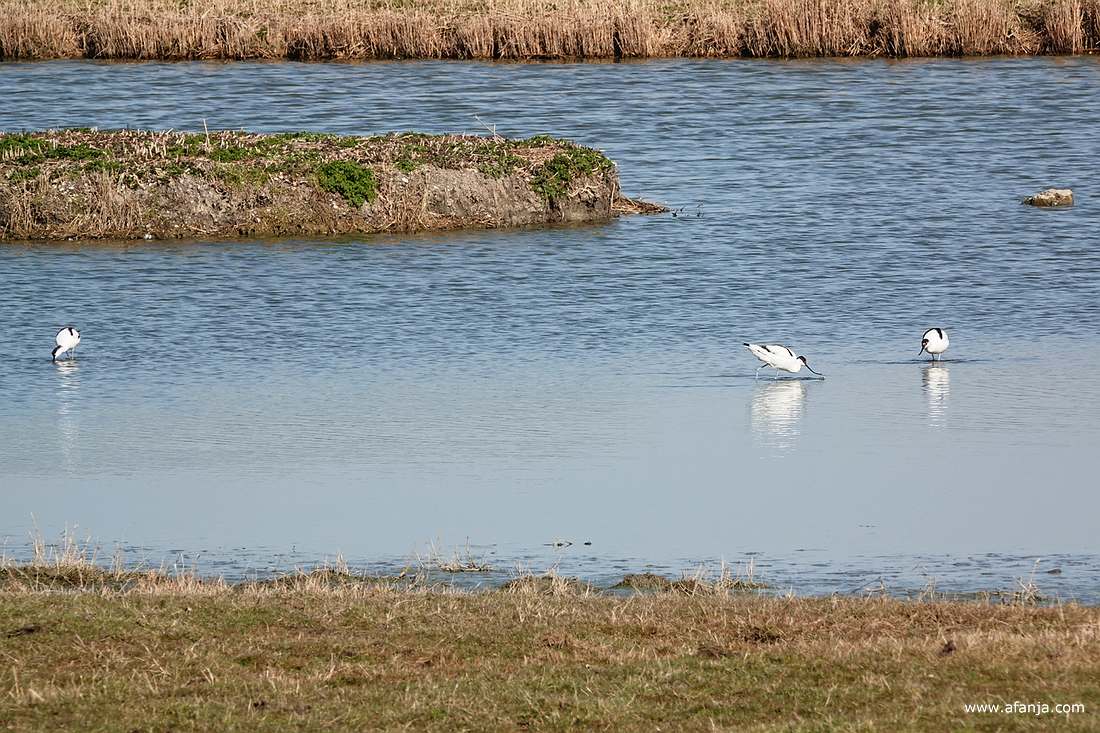 drie foeragerende kluten in het water
