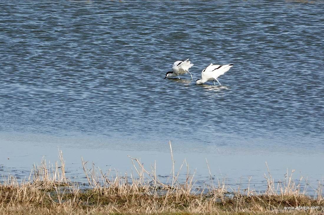 twee foeragerende kluten in het water