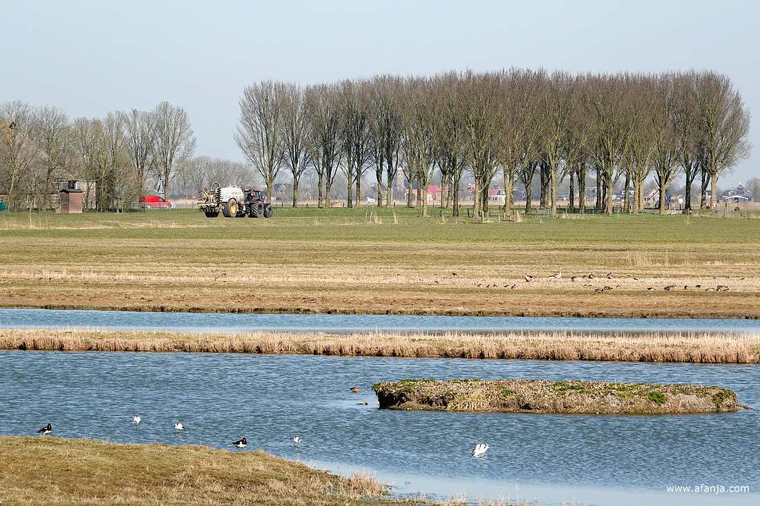 op de voorgrond een viertal kluten en twee scholeksters, op de achtergrond een trekker met een giertank
