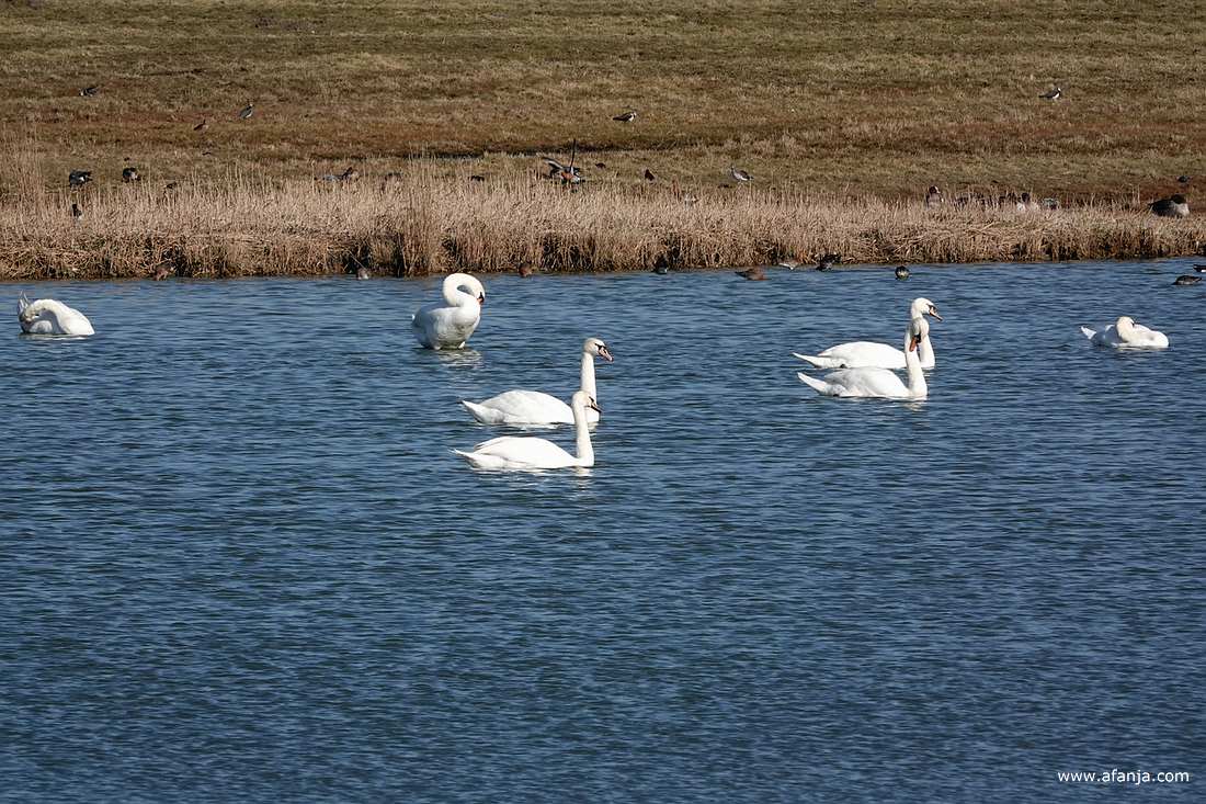 knobbelzwanen in de plas bij Skrins