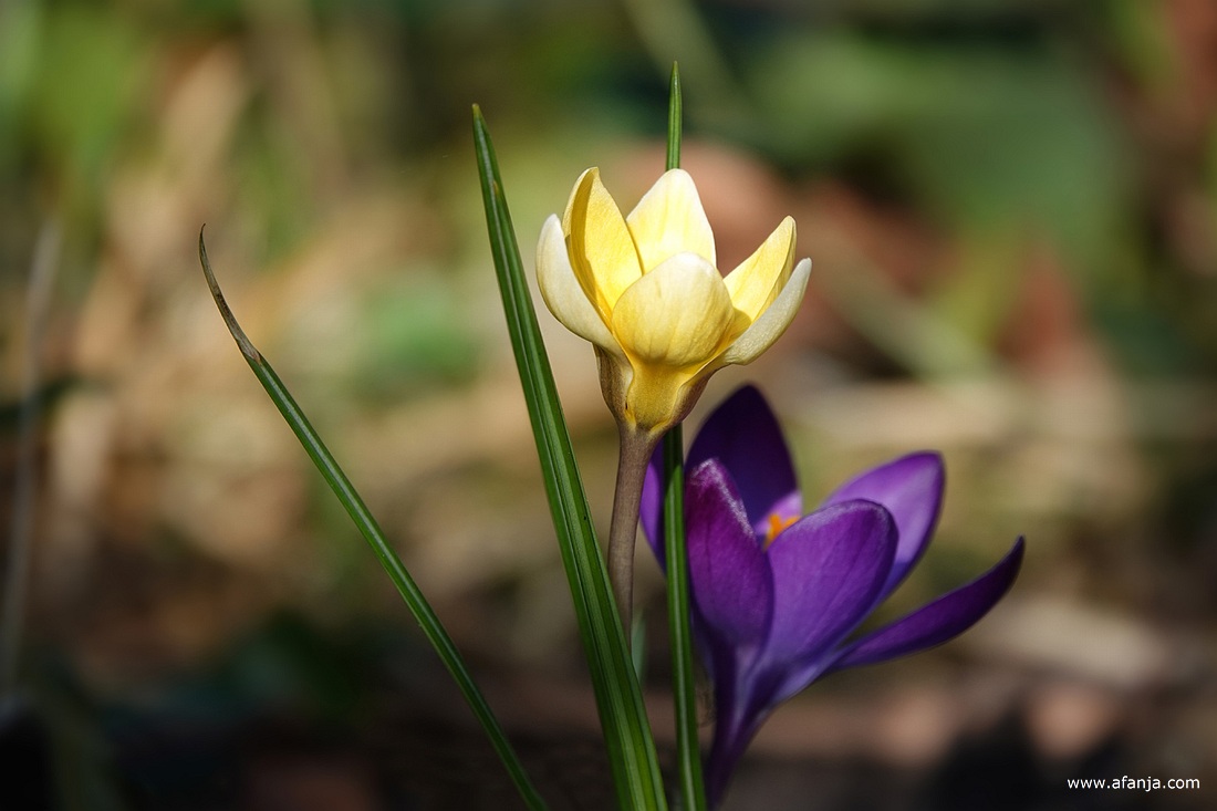 een gele en een paarse krokus