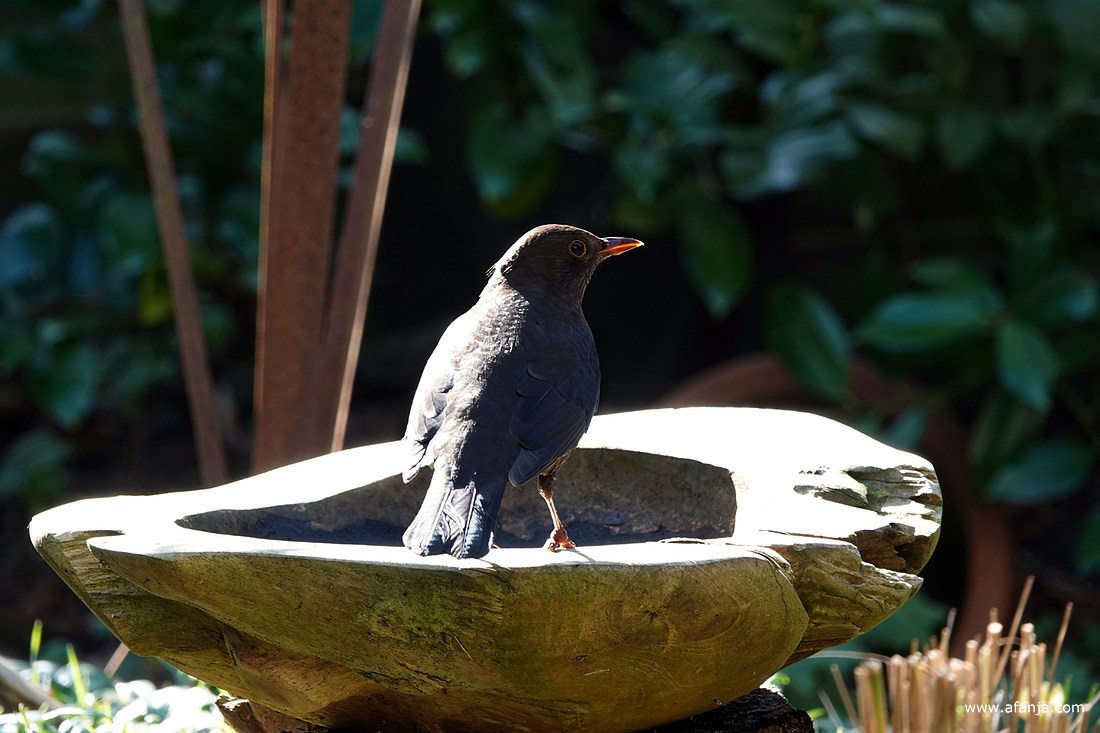 een merel staat op de rand van het vogelbad in de tuin
