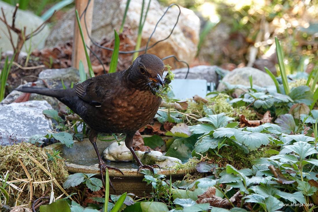 mevrouw merel verzamelt bij de vijver mos voor haar nest