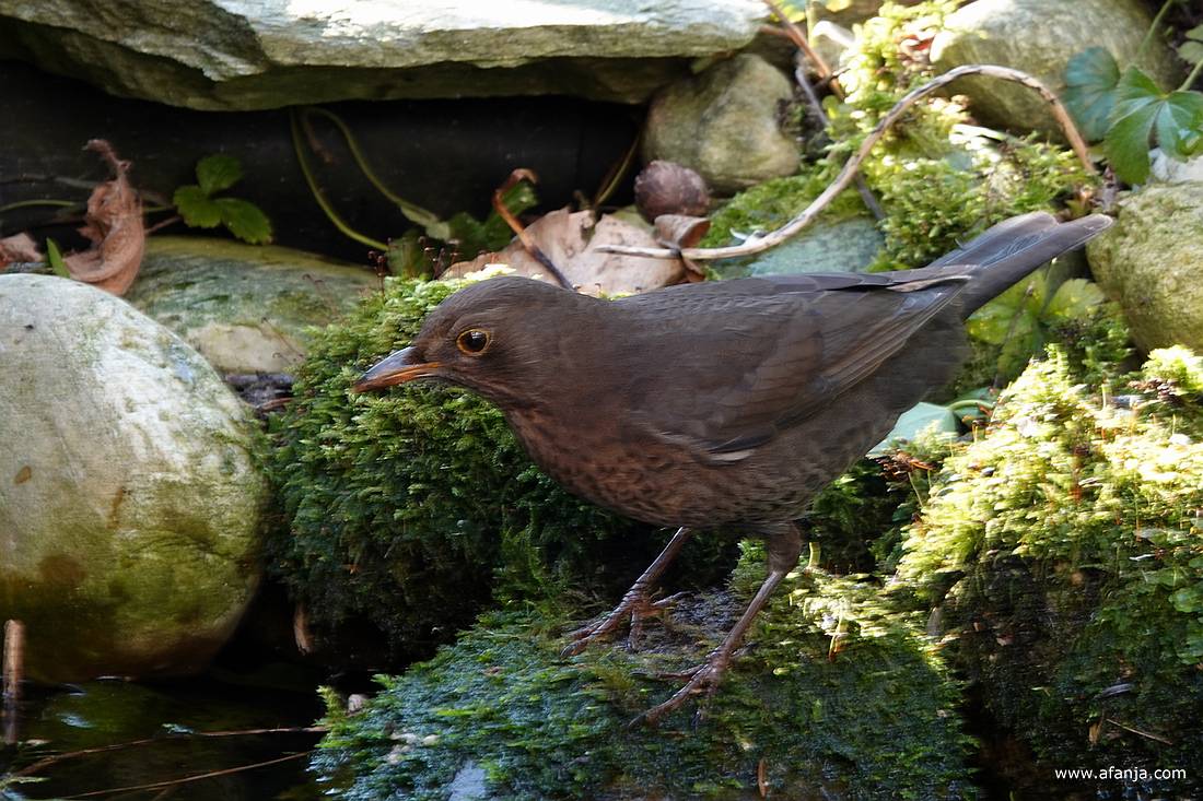 mevrouw merel verzamelt bij de vijver mos voor haar nest