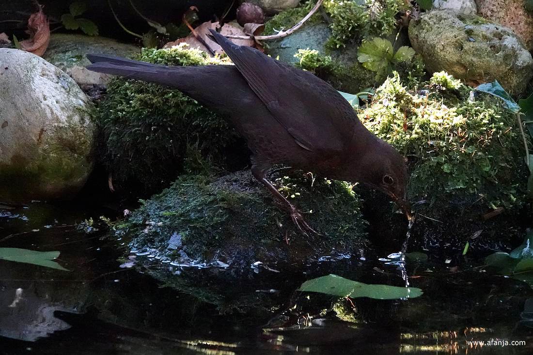 mevrouw merel verzamelt bij de vijver mos voor haar nest