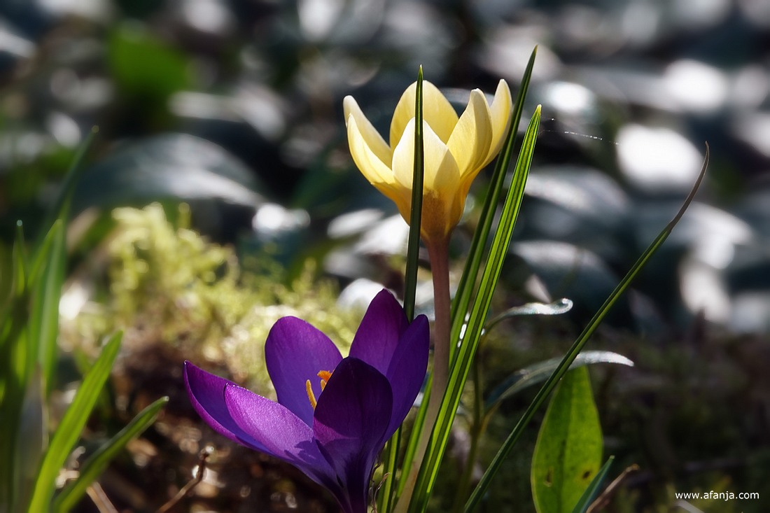 een paarse en een gele krokus