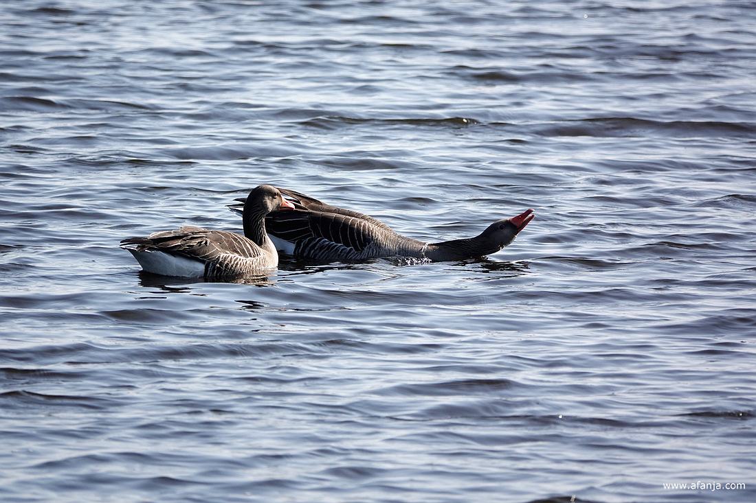 meneer gans heeft het voorjaar in de bol
