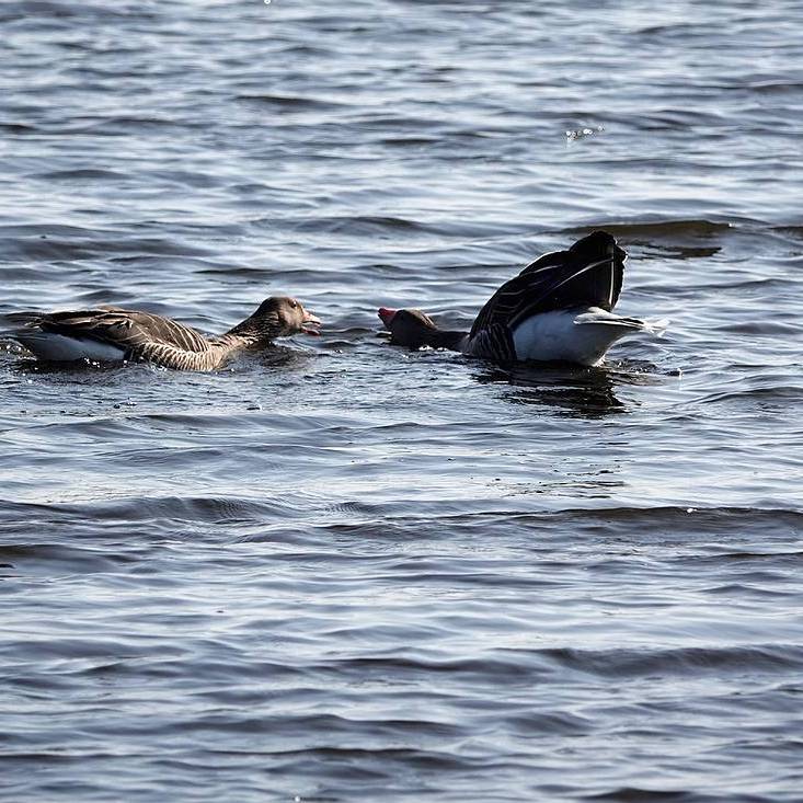 meneer gans heeft het voorjaar in de bol