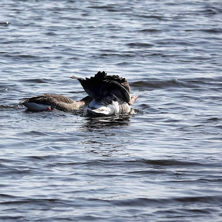 meneer gans heeft het voorjaar in de bol