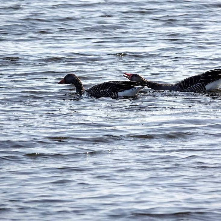 meneer gans heeft het voorjaar in de bol