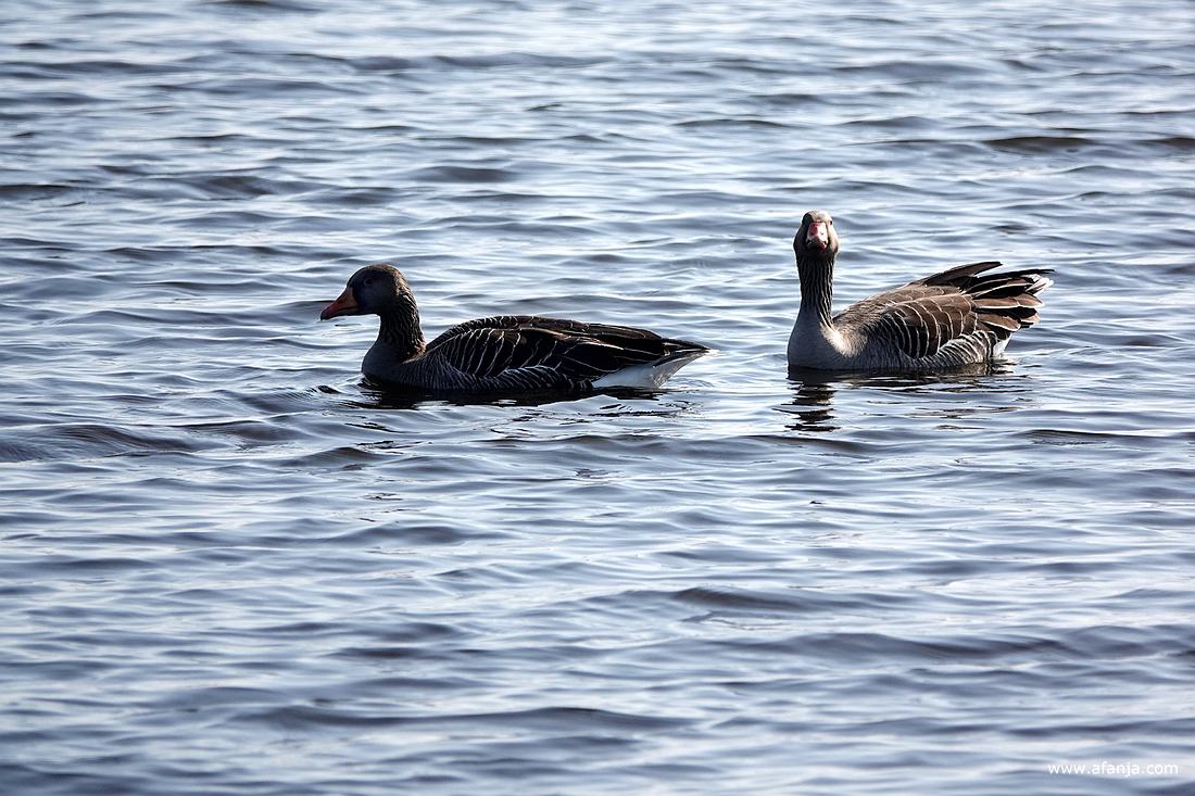 meneer gans heeft het voorjaar in de bol