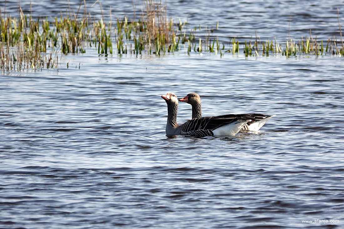 twee grauwe ganzen draaien zich nog even om