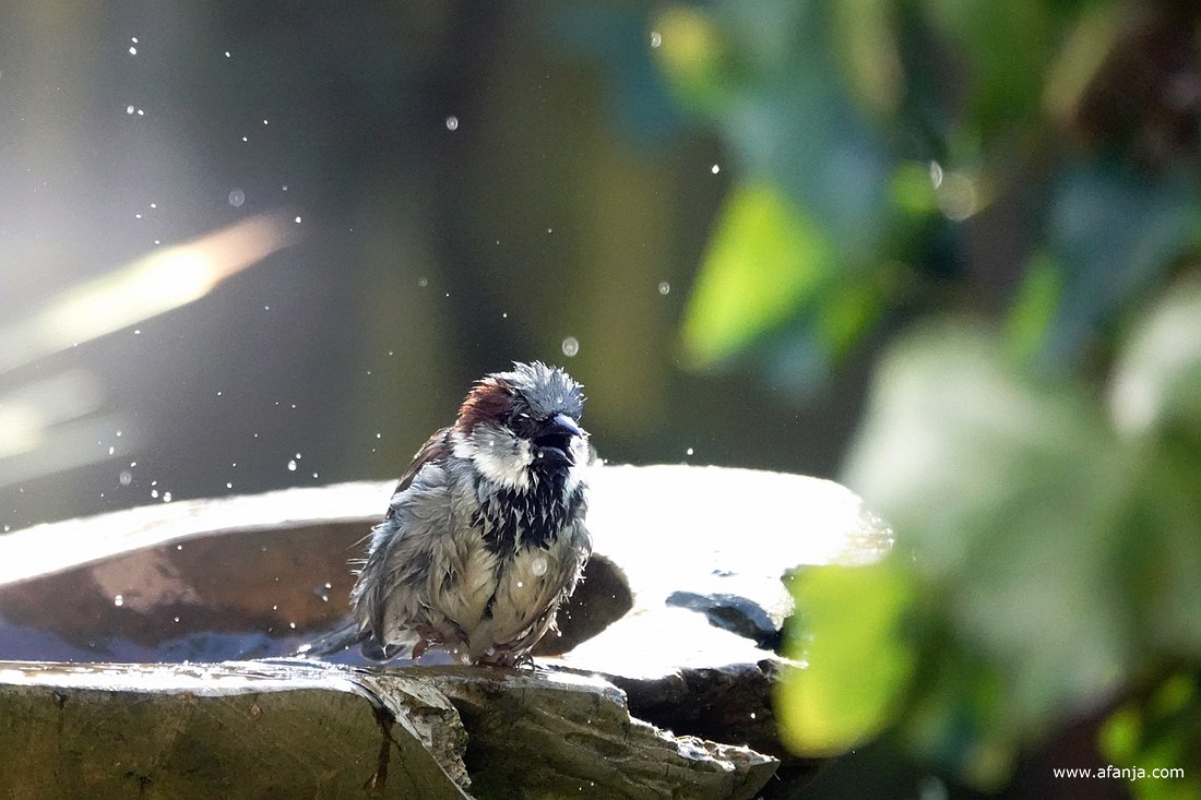 'brrr ... koud water nog,' lijkt deze huismus op de rand van het vogelbad te zeggen