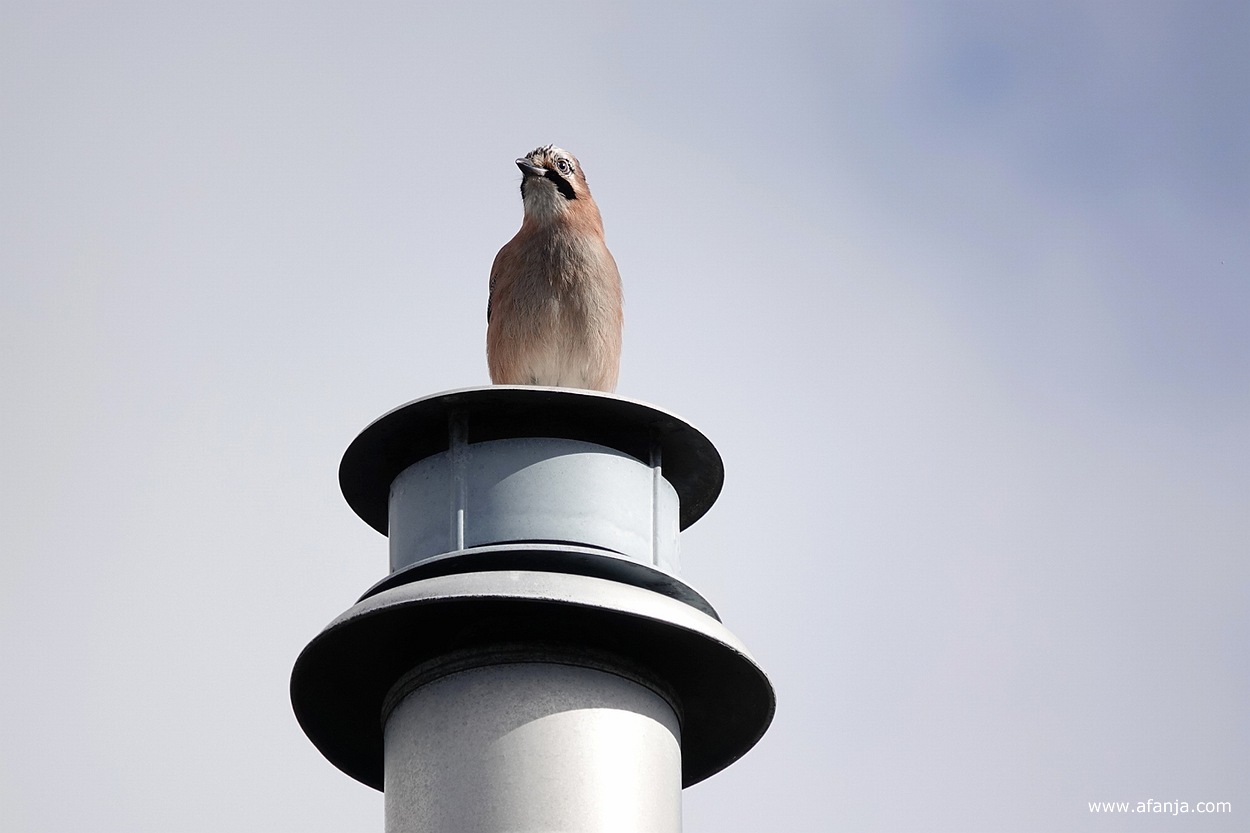 er staat een Vlaamse gaai op een ontluchtingspijp