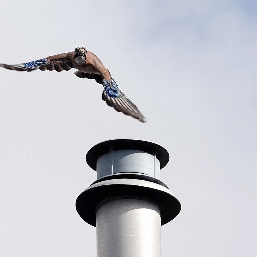 een Vlaamse gaai vliegt weg van een ontluchtingspijp
