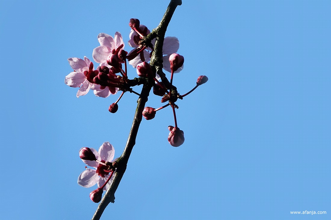 bloesem van de prunus