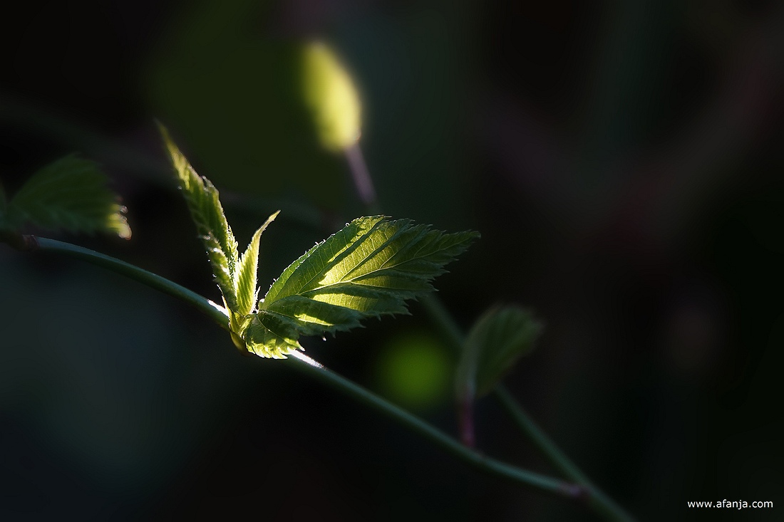 de eerste frisgroene blaadjes van de kerria