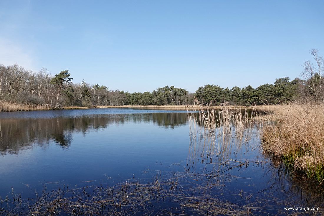 de Catspoele bij de Deelbuursterheide