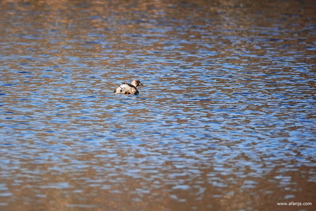 een dodaars dobbert op de Catspoele