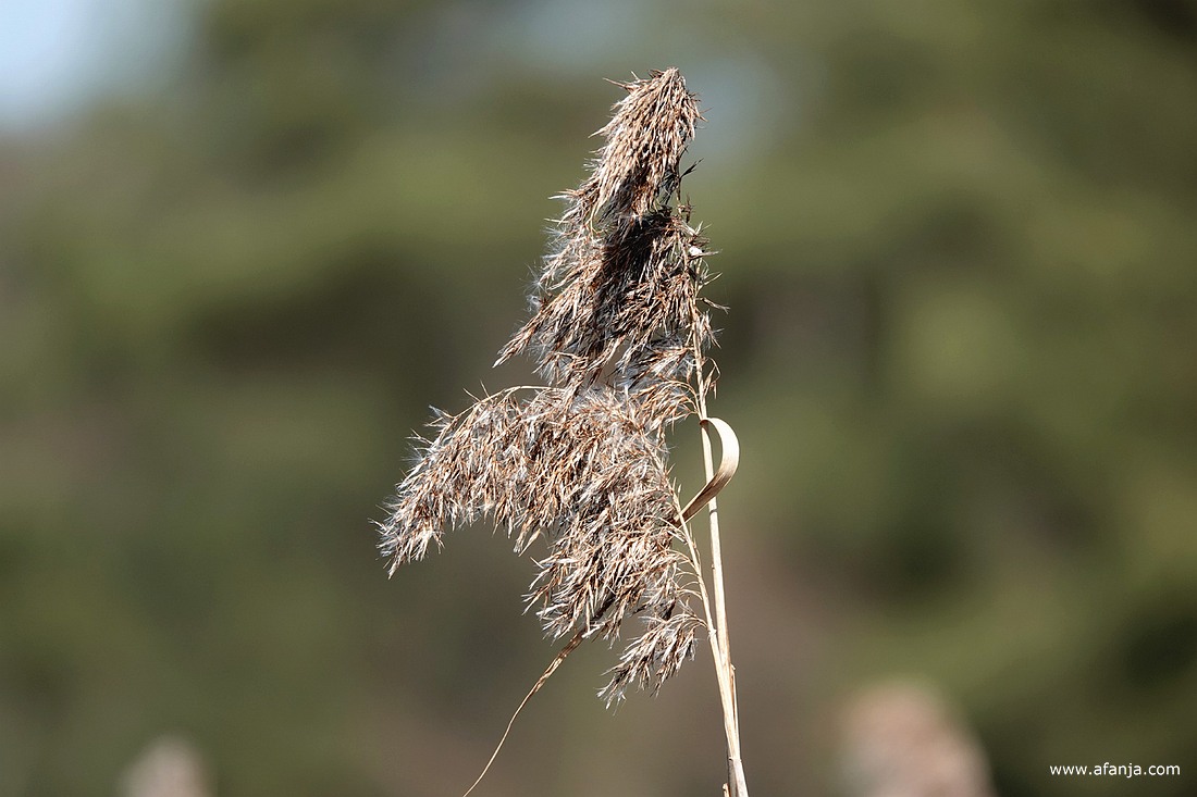 een rietpluim tegen de achtergrond van een bos