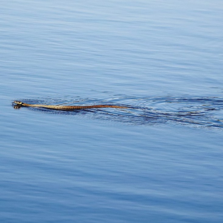 een ringslag zwemt van oost naar west door de Catspoele