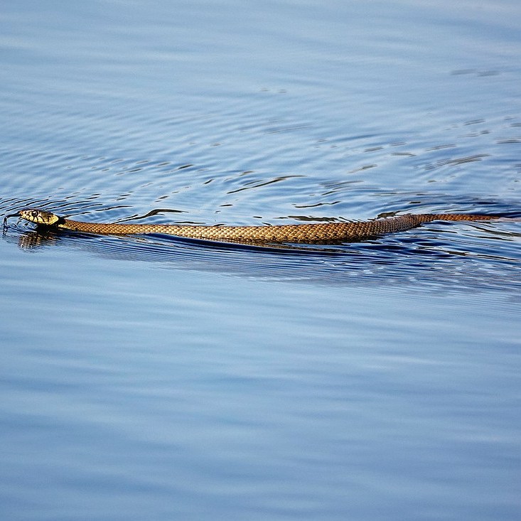 een ringslag zwemt van oost naar west door de Catspoele