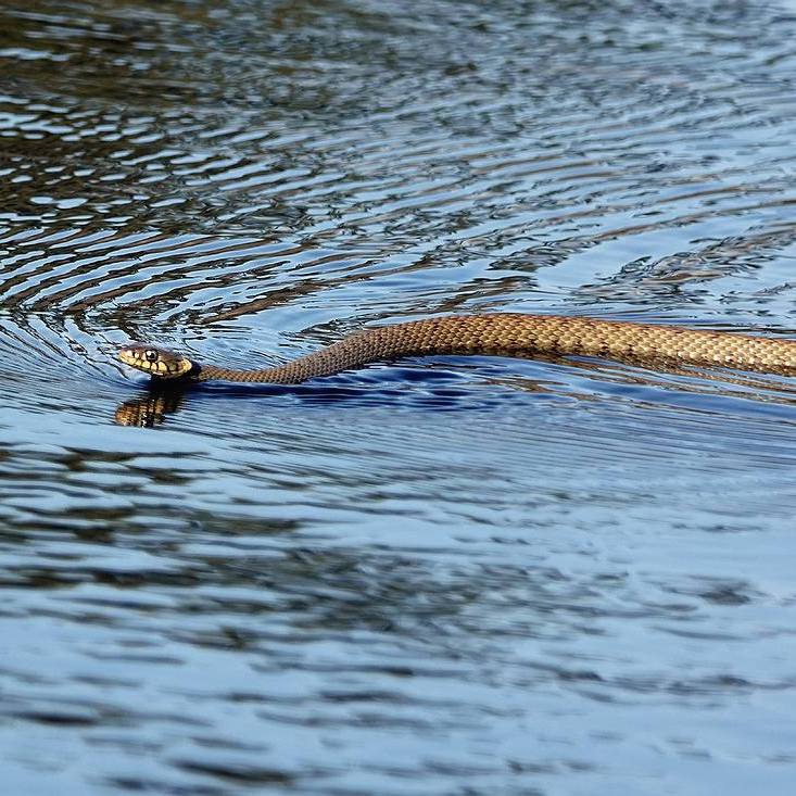 een ringslag zwemt van oost naar west door de Catspoele