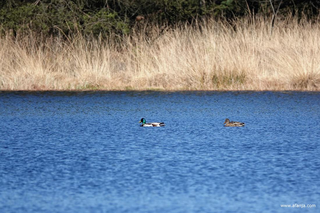 aan de andere kant van de poel zwommen een paar eenden