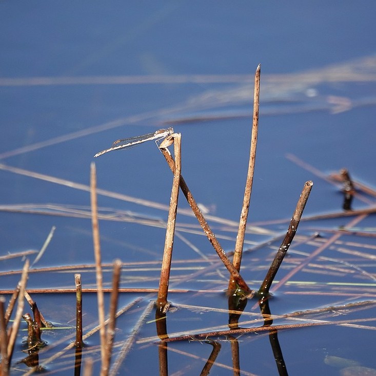 een bruine winterjuffer op een paar rietstengels