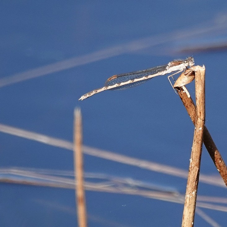een bruine winterjuffer op een paar rietstengels