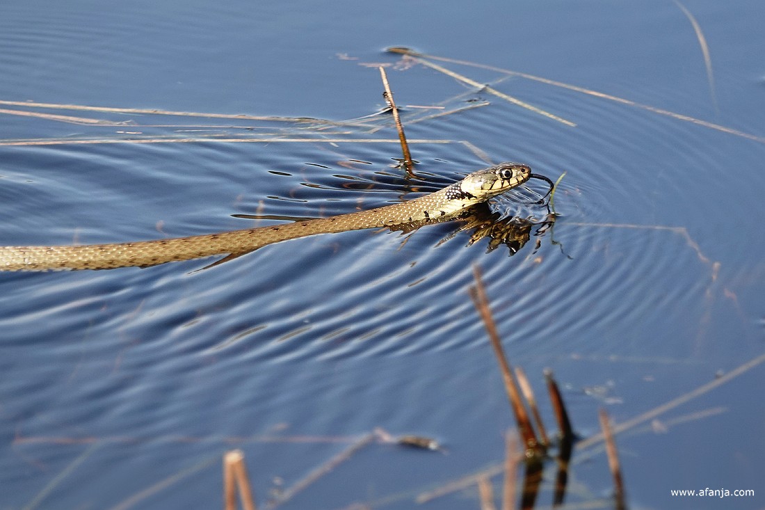 een ringslang in de Catspoele