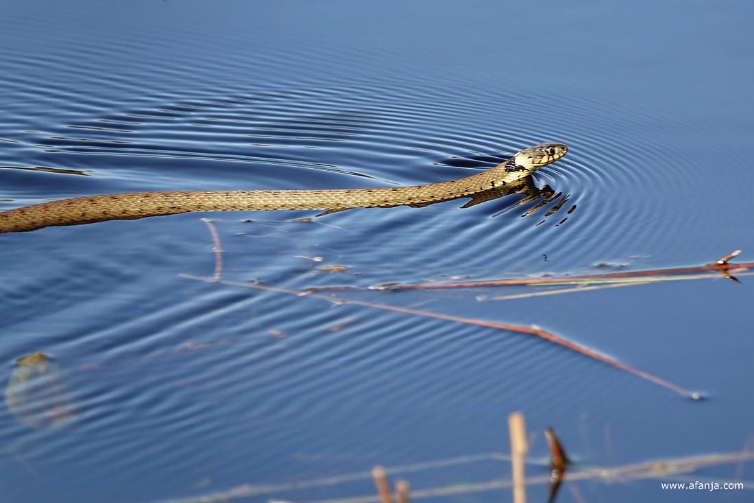 een ringslang in de Catspoele