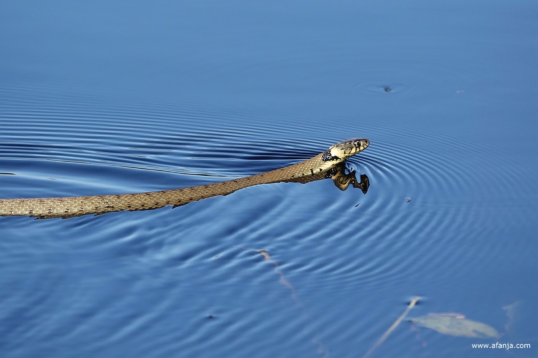 een ringslang in de Catspoele