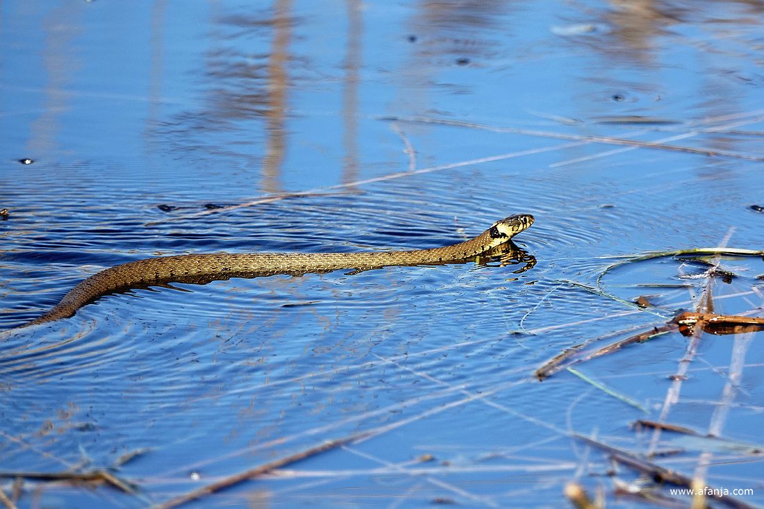 een ringslang in de Catspoele