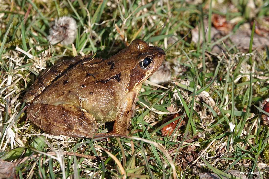 een kikker in het gras