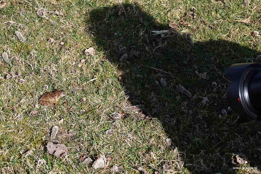 de kikker zit in het gras, terwijl van rechts Jetske nadert met haar schaduw en haar camera