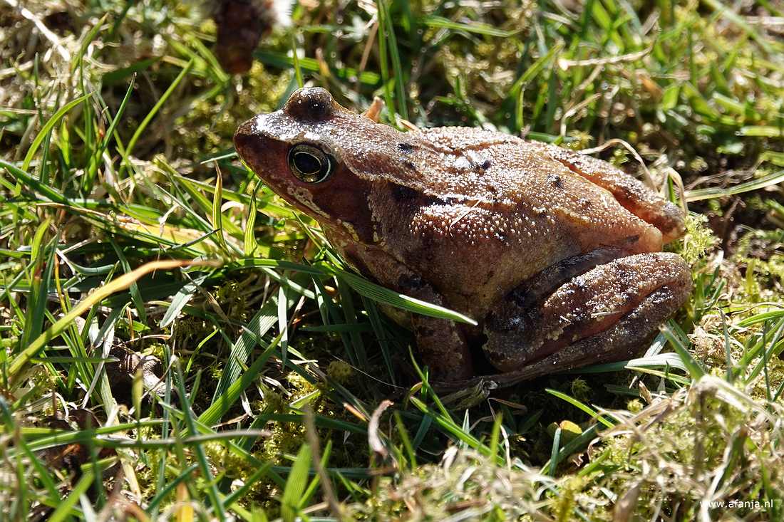 een kikker in het gras