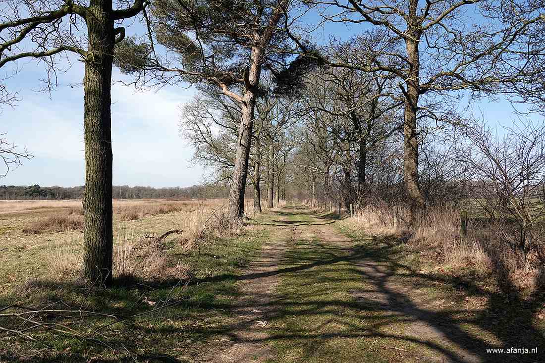 een lang pad in noordelijke richting langs de Dellebuursterheide