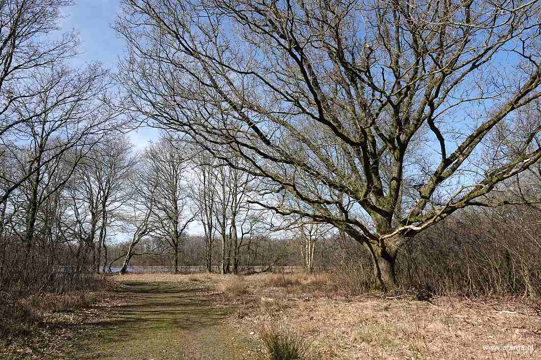 we vervolgden ons pad en kwamen langs een indrukwekkende boom