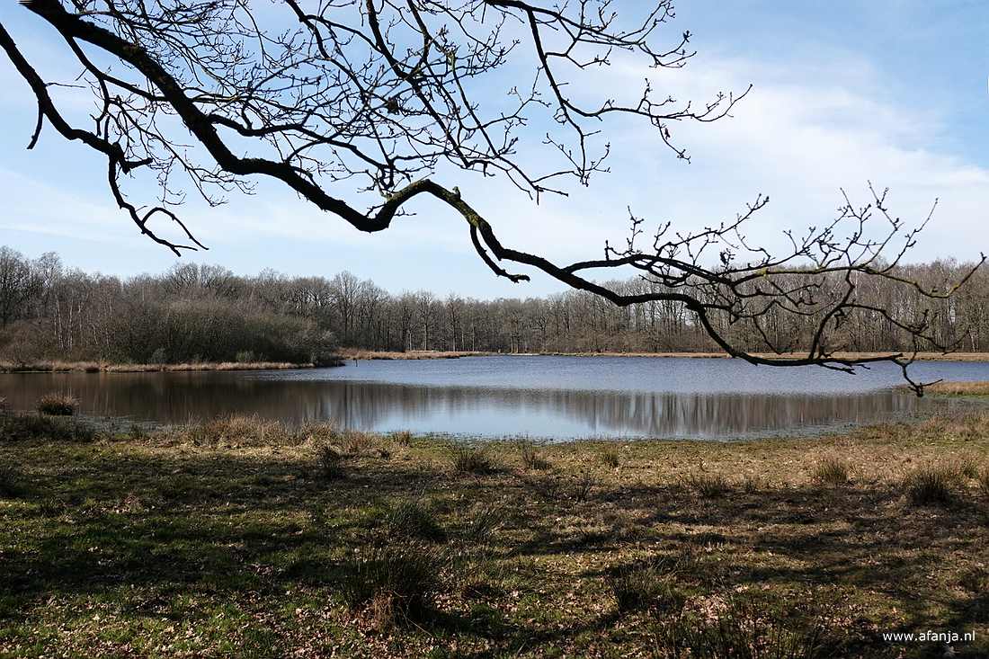 een ven in de Dellebuursterheide met een tak die voor het beeld hangt