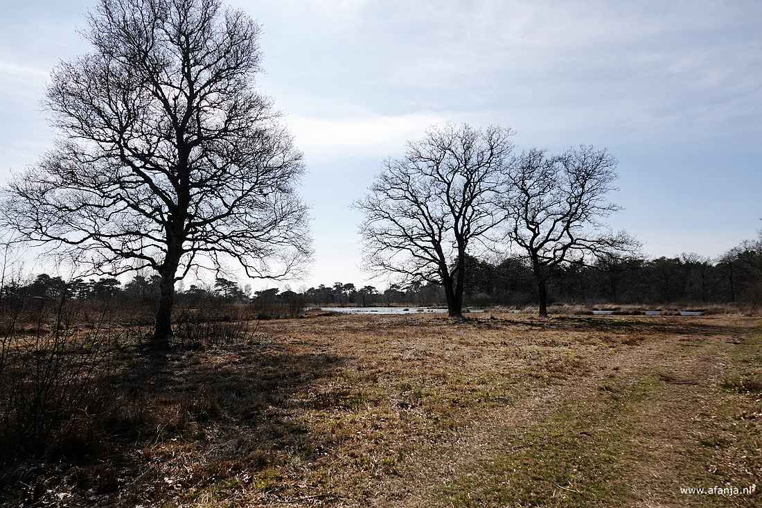 bomen in het landschap