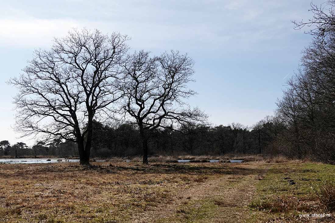 twee bomen aan de rand van een ven