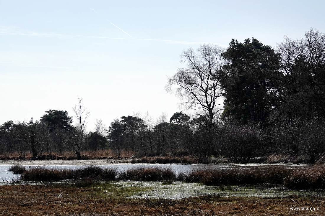 een glinsterend ven op de Dellebuursterheide