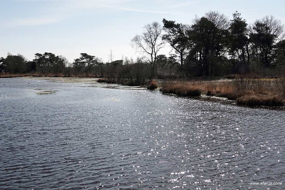 een ven op de Dellebuursterheide met schitteringen in het tegenlicht